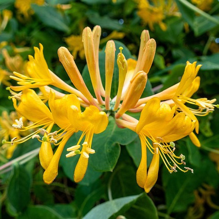 金银花提取物