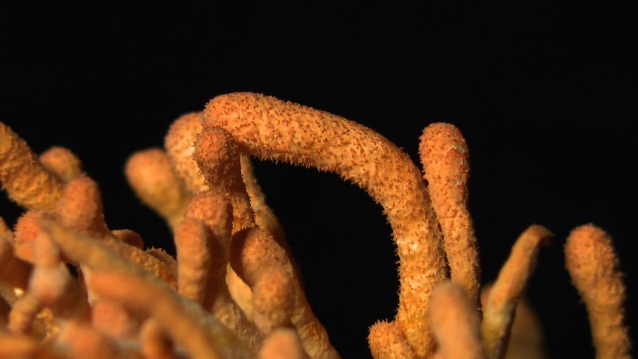 蛹虫草粉/蛹虫草提取物