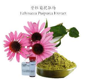 紫锥菊提取物