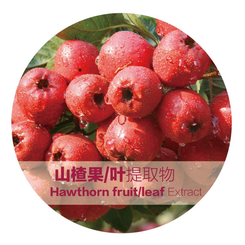 山楂叶/果提取物