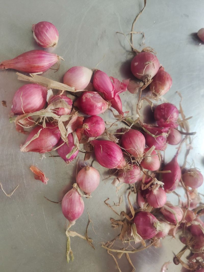 小红葱，东北毛葱