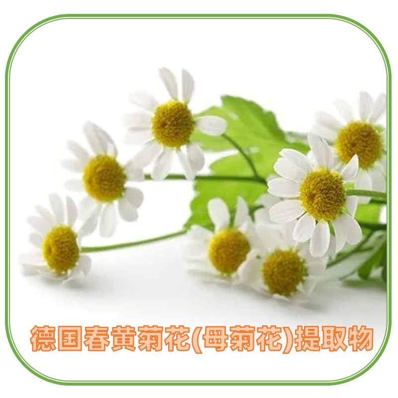 Monteloeder德国春黄菊花(母菊花)提取物洋甘菊提取