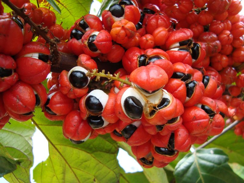 瓜拉納香精22%(GUARANA)