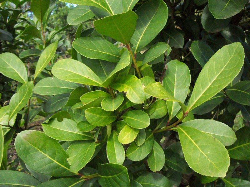 馬黛茶粉