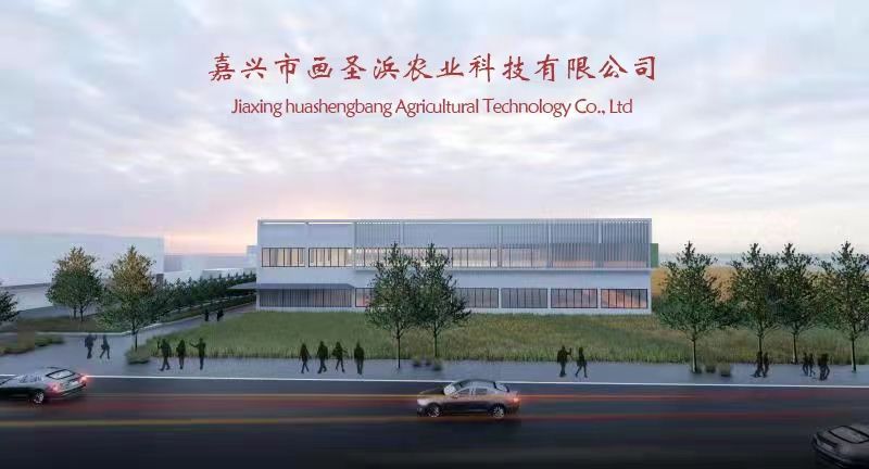 速冻粽子早餐粽子批发代加工