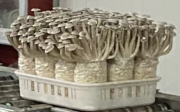 江西菌临食品有限公司